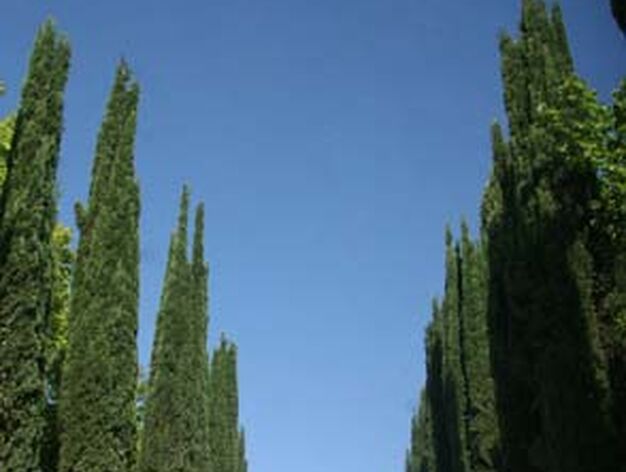 Laberinto de los cipreses, en los Jardines del Guadalquivir.

Foto: Bel&eacute;n Vargas