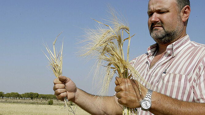Un agricultor muestra en su mano derecha cebada afectada por la sequía y sin efectos de la sequía en la izquierda.