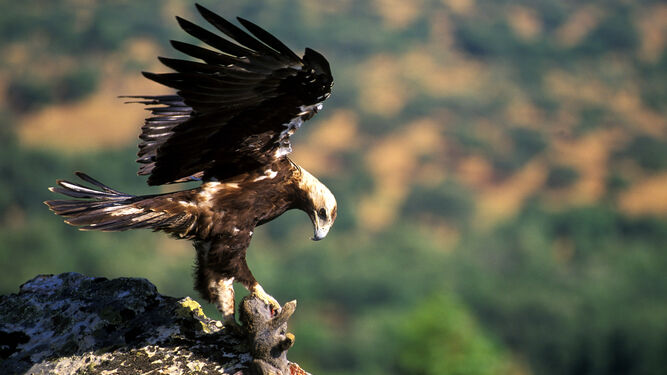 Un ejemplar de águila imperial, con una presa.