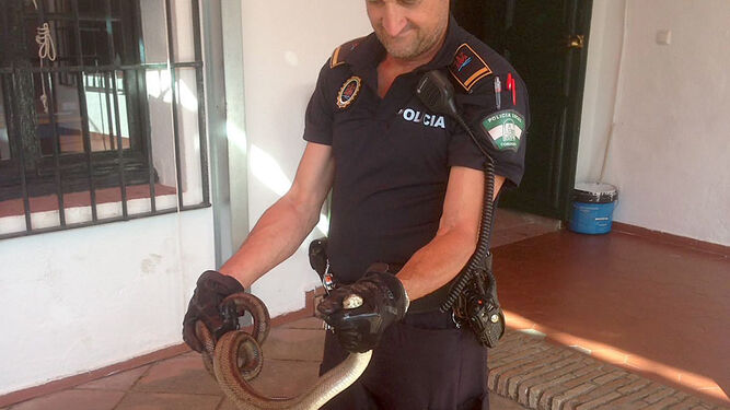 Un policía local sostiene al reptil