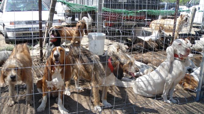 Imagen de archivo de varios perros de una rehala.