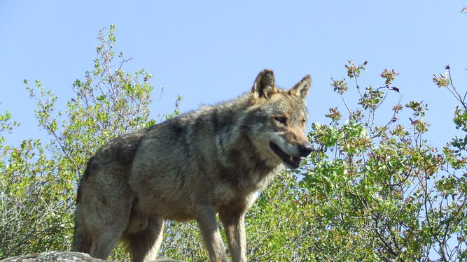 Ejemplar de lobo, animal que la Consejería de Medio Ambiente quiere reintroducir en Andalucía.