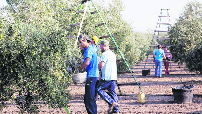 Trabajos de recolección de la aceituna en Arahal.