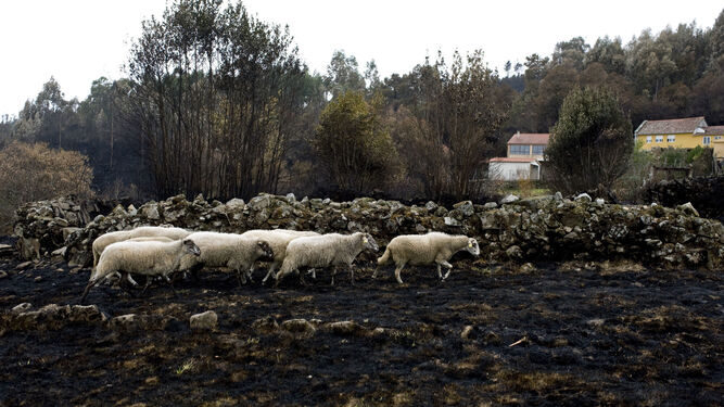 Un rebaño de ovejas pasea sobre el paisaje totalmente calcinado en la localidad orensana de Moces.