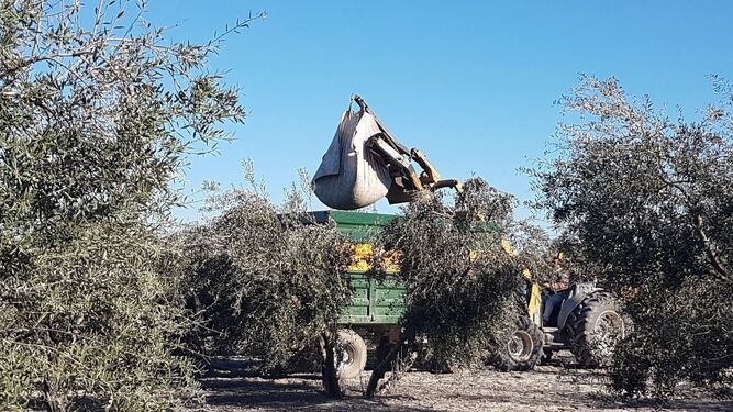Trabajos de recolección de la aceituna en la localidad sevillana de Arahal.