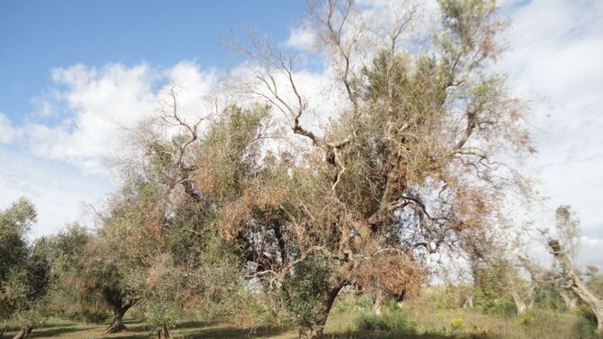 Detalle de un olivar afectado por xylella fastidiosa..