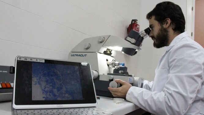 Un investigador de la UCO, trabajando en el microscopio.