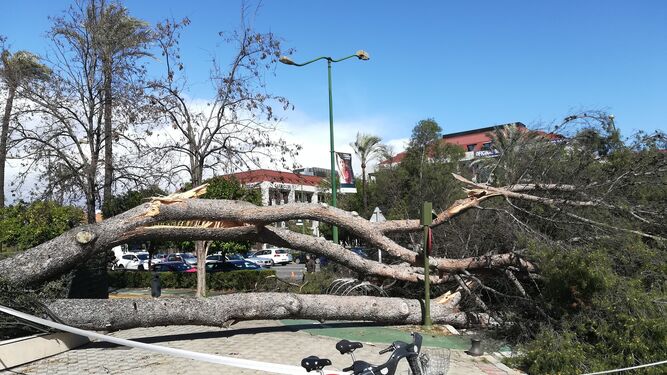 El viento provoca la caída de un árbol de gran envergadura en la capital