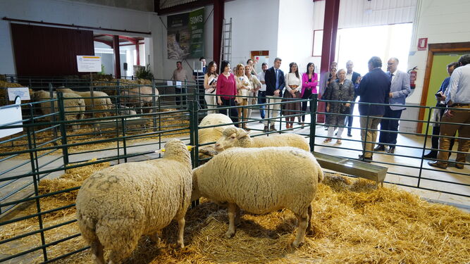 Parte de la instalación dedicada al ganado ovino.