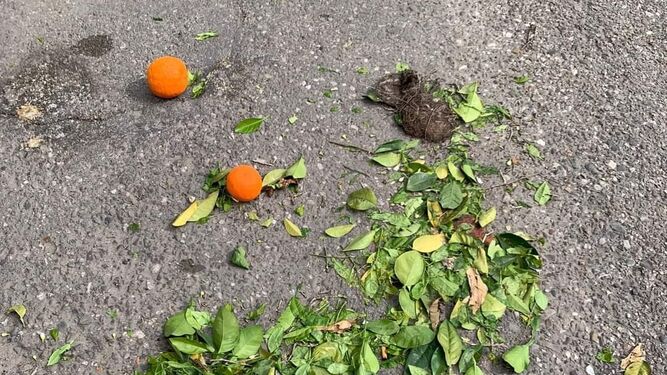 Un pollito de mirlo común muerto a causa del vareo de los naranjos en Córdoba.