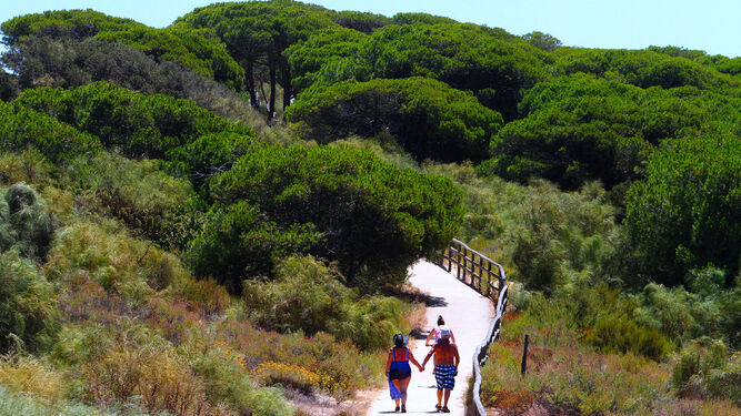 Este es el bosque más bonito que podrás encontrar en la costa de Huelva