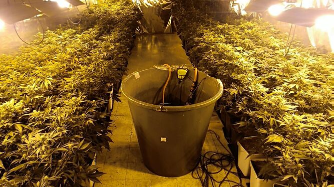 Plantación 'indoor' de marihuana intervenida por la Guardia Civil.