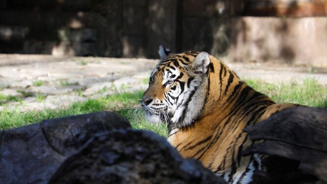 Uno de los tigres que ha llegado al Zoo de Córdoba.