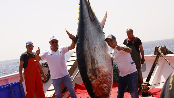 Primera “levantá” de atún rojo en la almadraba de Barbate.