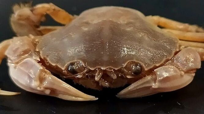 'Dioscorus', la nueva especie de cangrejo descubierto en aguas andaluzas