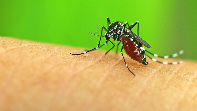 El Plasmodiumfalviparum se trasnmite por la picadura de un mosquito.