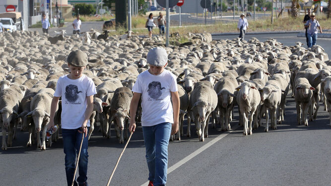 Las ovejas de las Albaidas recorren un año más la ciudad
