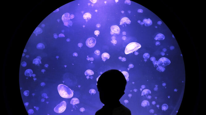 Zona de las medusas en el Biodomo del Parque de las Ciencias.