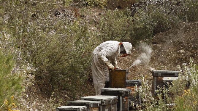 Un apicultor revisa los panales en una finca andaluza.