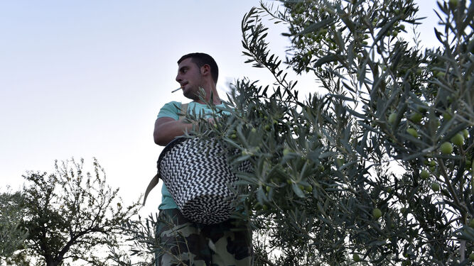 Un operario recoge aceitunas en una finca de olivar de la provincia.