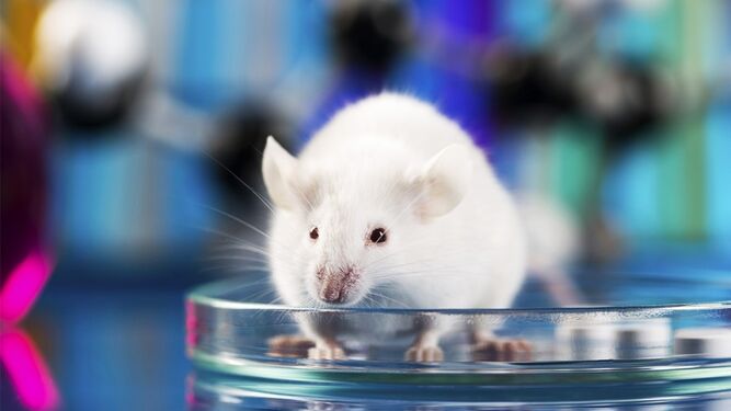 La ingeniería sobre una mutación determinada, el KRAS, ha permitido generar un ratón libre de enfermedad.