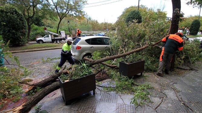 Varios operarios retiran los árboles que el fuerte viento se llevó ayer, en la avenida de San Sebastián de la capital.