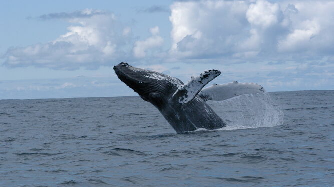 Una ballena salta del agua.