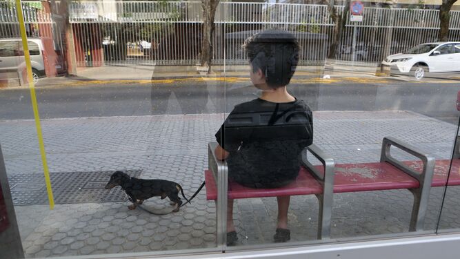 Un niño sentado con su perro atado en una parada de Tussam.
