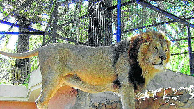 Imagen del ejemplar de león asiático, en el Zoo de Jerez.