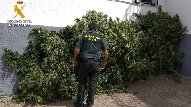 Marihuana intervenida por la Guardia Civil.