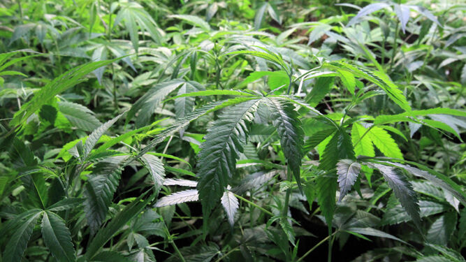 Plantación de marihuana en Uruguay, país que aprobó el uso recreativo del cannabis en 2013.