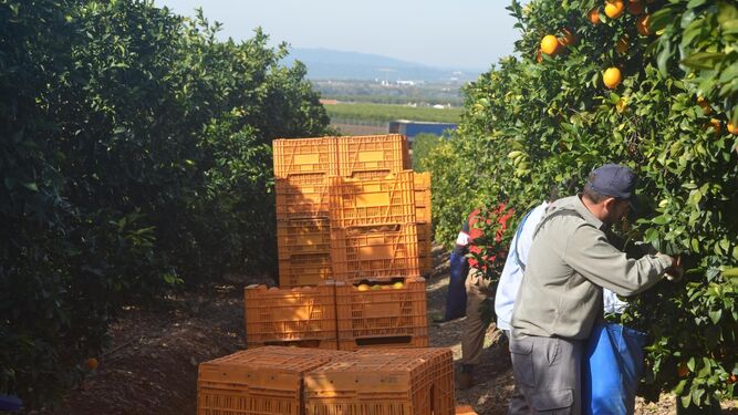Un grupo de jornaleros trabaja en la recogida de la naranja en una finca de la Vega del Guadalquivir.