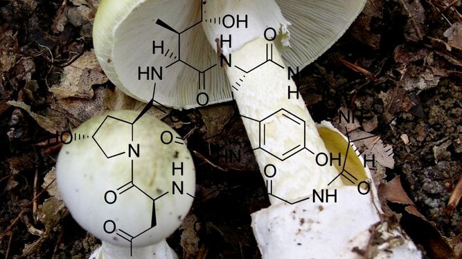 La “oronja verde” o Amanita phalloides contiene toxinas llamadas amanitinas.