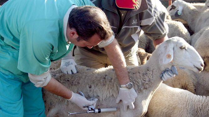 Un veterinario le pone una inyección a una oveja.