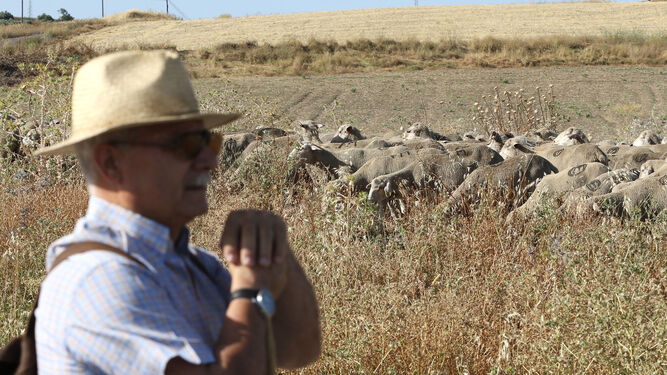 Un pastor cuida de su rebaño de ovejas.