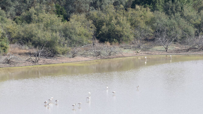 Aves en la laguna Amarga