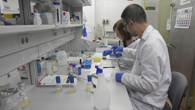 Investigadores de la UCO en un laboratorio del Campus de Rabanales