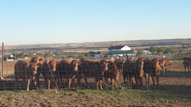 Vacas pastando en una finca en la provincia
