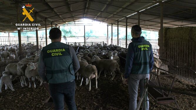Unos agentes vigilan una granja en el Norte de Córdoba.