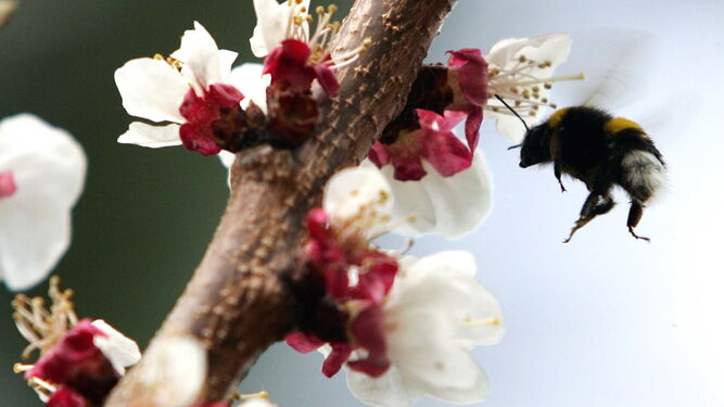 Una abeja revolotea entre las flores.