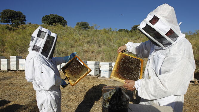 Un par de apicultores comprueban parte de sus colmenas.