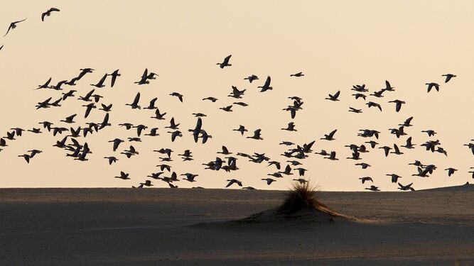 Aves alzando en vuelo desde las dunas de Doñana.