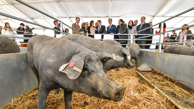 Las autoridades observan unos cerdos ibéricos durante la inauguración.