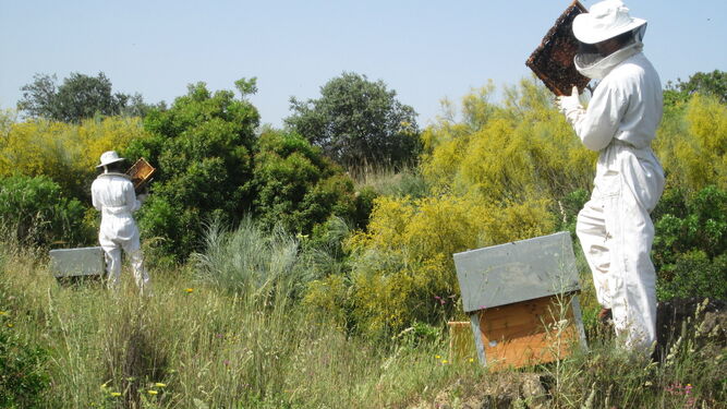 apicultura - El de Córdoba