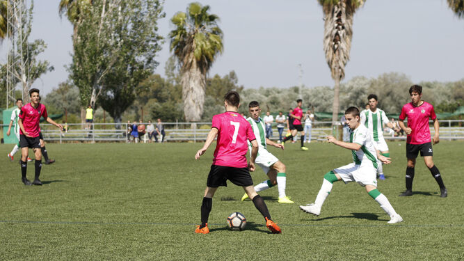 Dos jugadores del Córdoba presionan a uno del Pozoblanco.