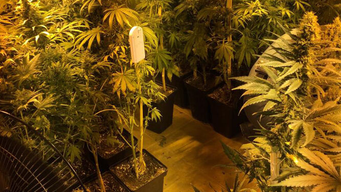 Plantación de marihuana intervenida por la Guardia Civil