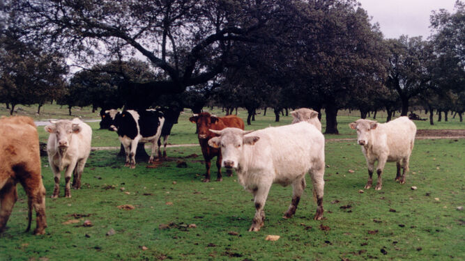 Vacas en los Pedroches.