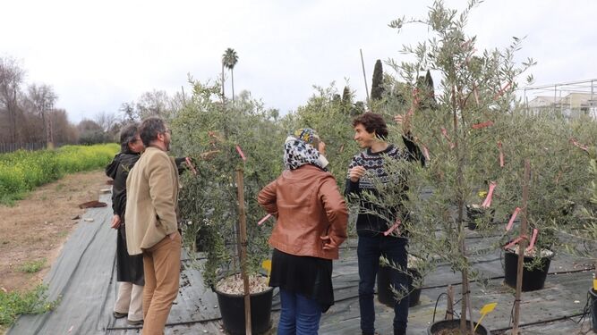 Los investigadores revisan unos plantones de olivo.