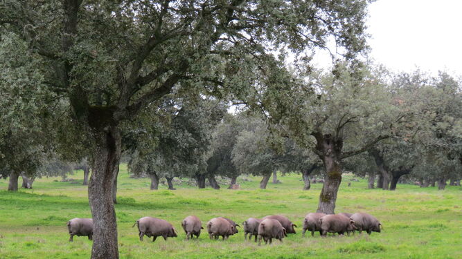 Cerdos buscan bellotas en una dehesa del parque natural de Cardeña-Montoro.