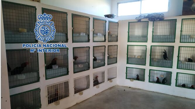 Jaulas con los gallos de pelea localizados por la Policía